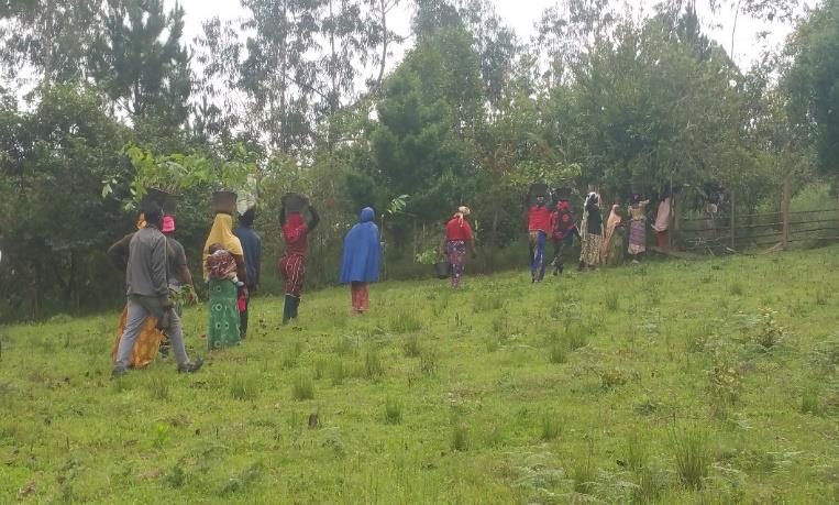 Women walking through a reforested hillside