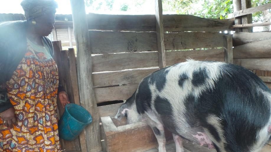 Tending the pigs — part of our animal husbandry