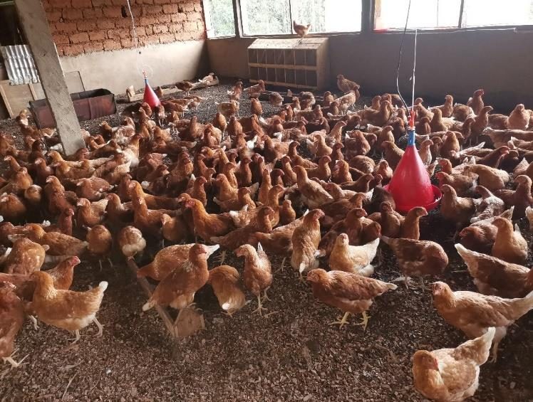 The RTC poultry farm