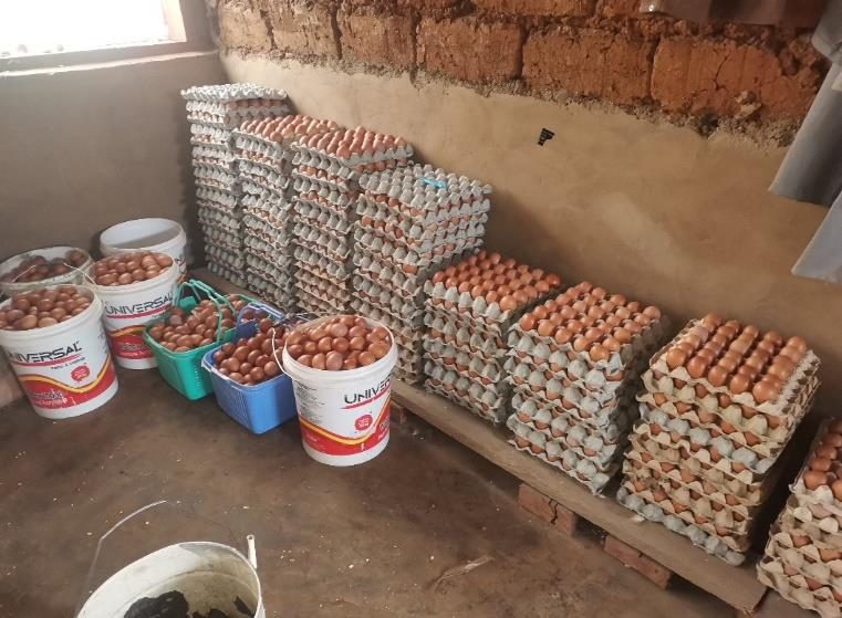 Fresh eggs from the layer farm for the community