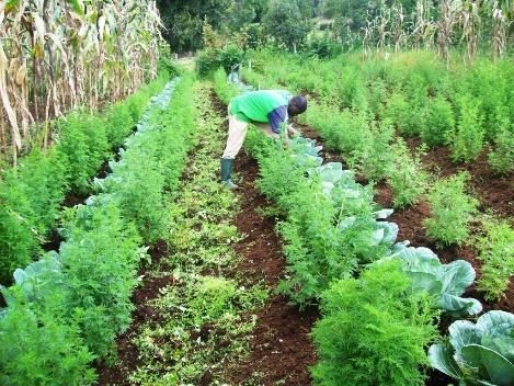 A thriving organic vegetable garden