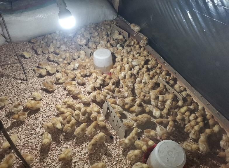Day-old chicks for the vocational poultry programme