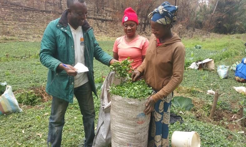 Huckleberry harvest — developing the value chain