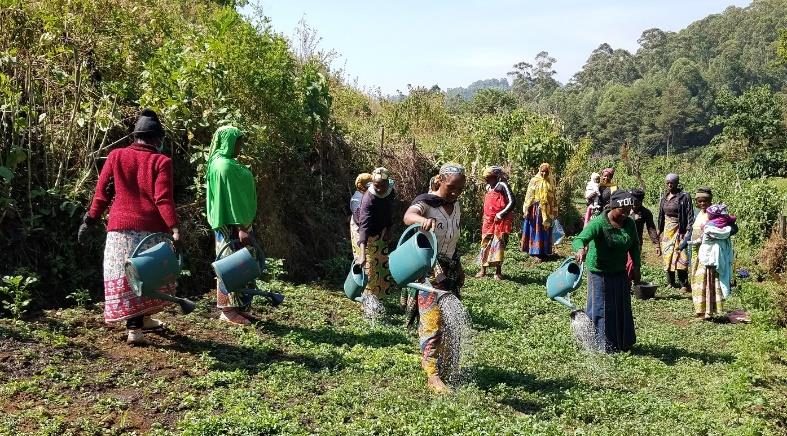 Women tending their huckleberry gardens