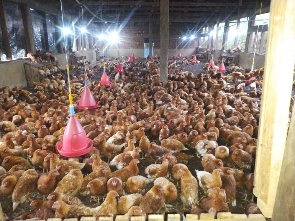 Inside the RTC poultry house at feeding time