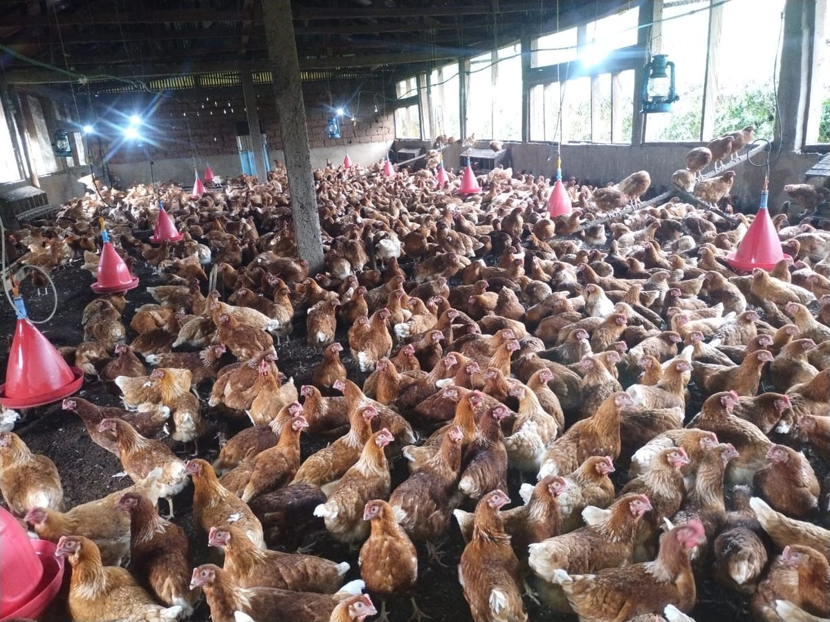 Free-range layers in the RTC poultry house